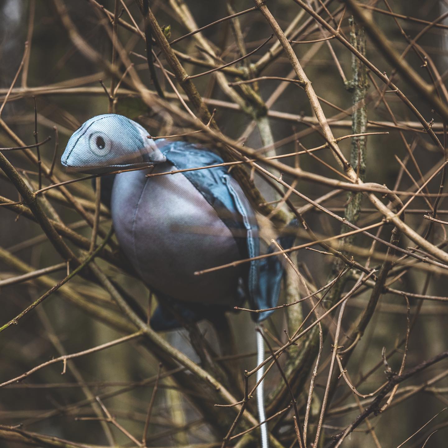 Die Original-Klon-Tote-Vogel-Attrappe – Waldtaube