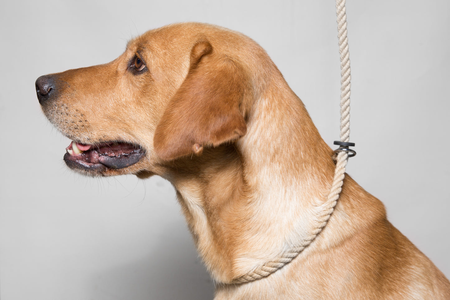 Slip-Line aus Baumwolle